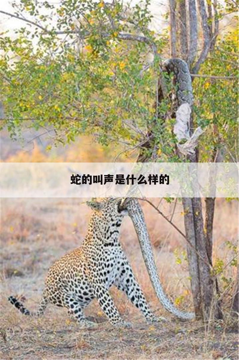 <b>〈橡皮鸭子叫声〉蛇的叫声是什么样的</b>